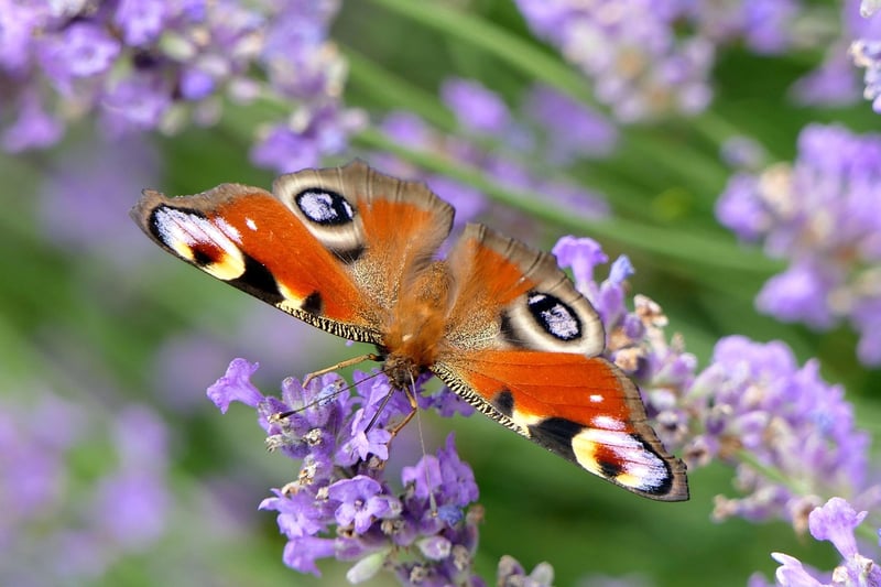Butterfly Dilemma